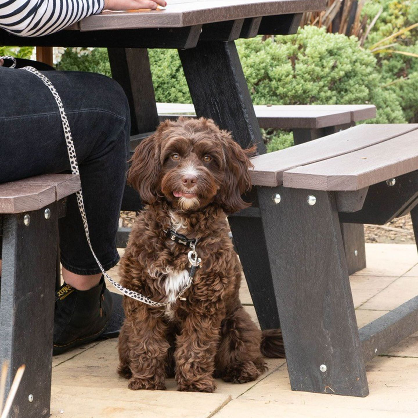 Your local dog friendly pub in Hathern